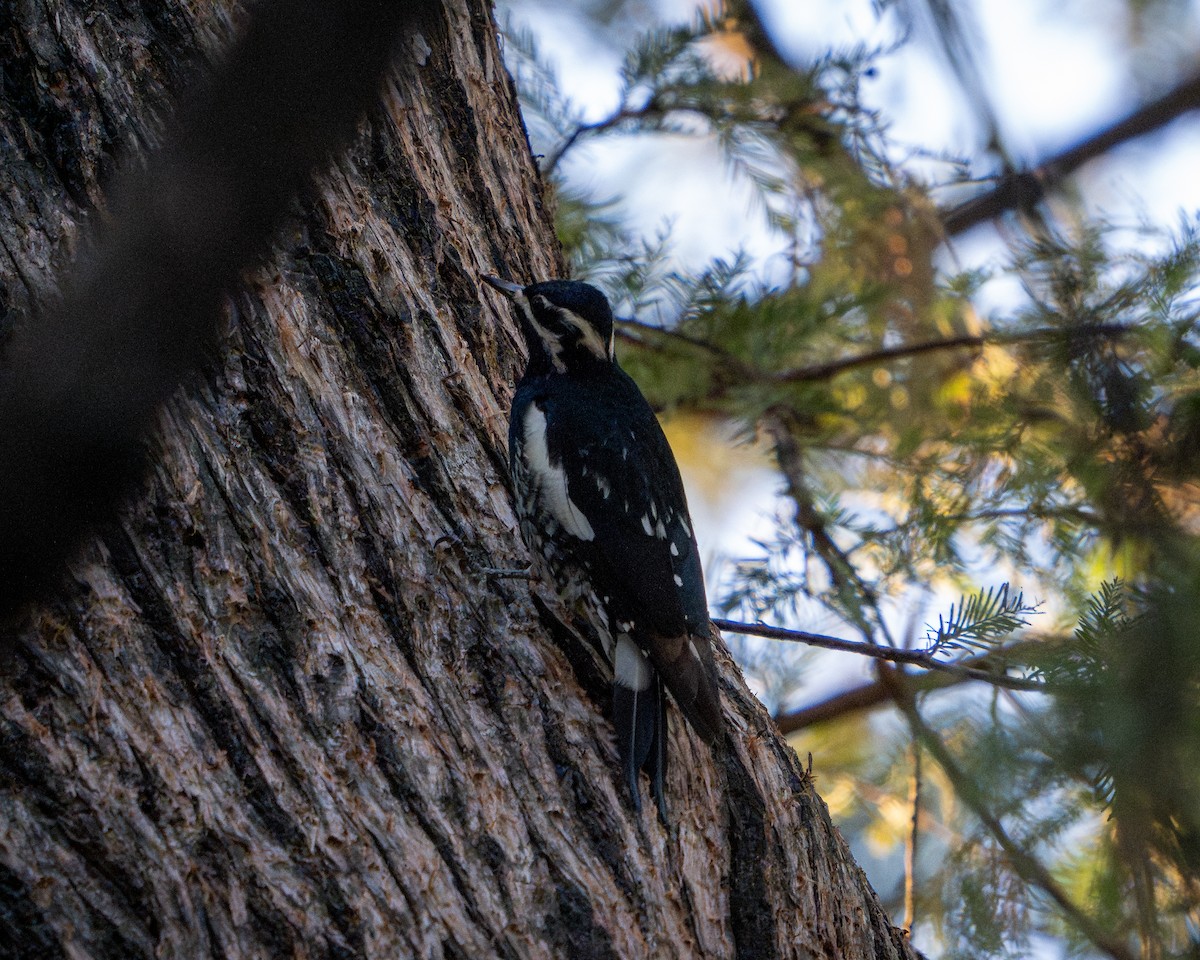 datel červenobradý - ML646788382