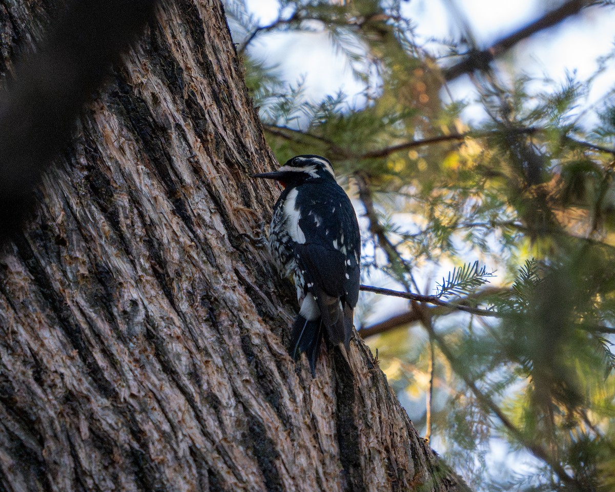 datel červenobradý - ML646788383