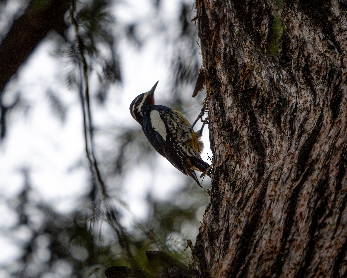 datel červenobradý - ML646788384