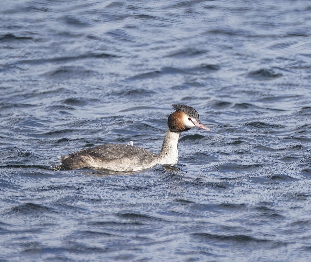 potápka roháč - ML646788385