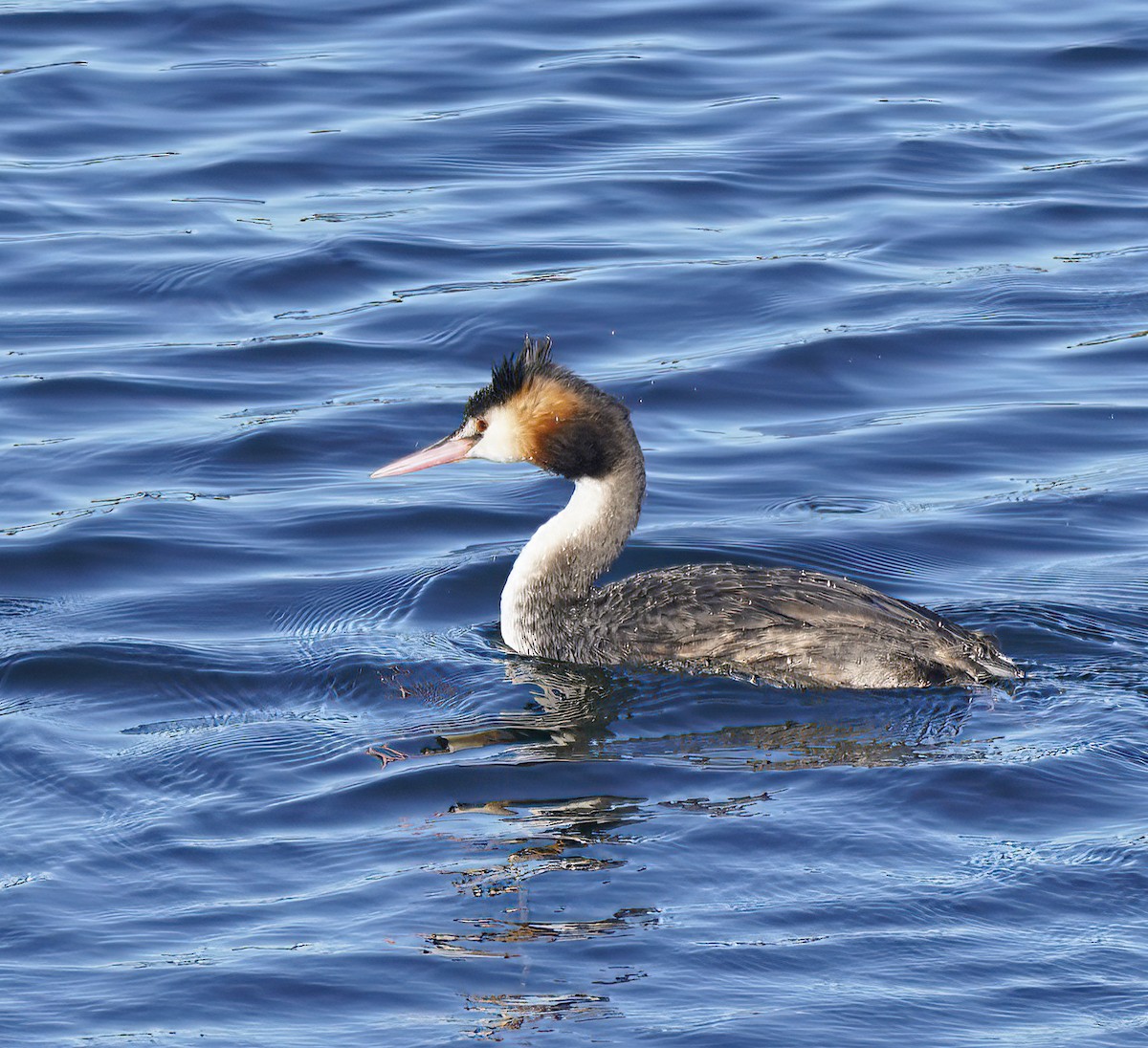 potápka roháč - ML646788386