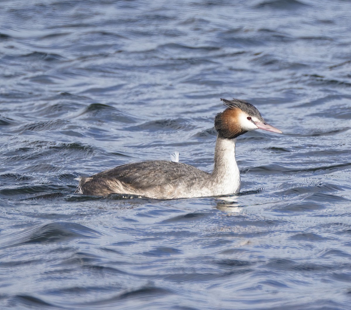 potápka roháč - ML646788387