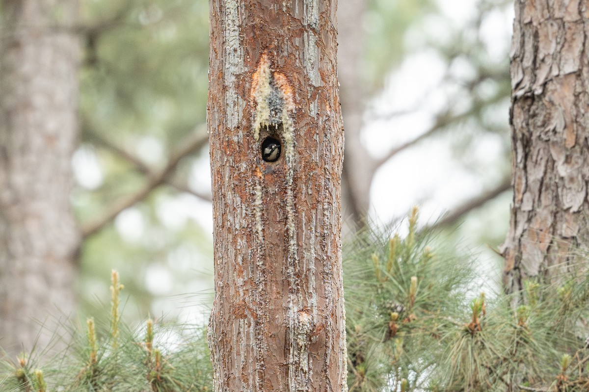 strakapoud kokardový - ML646788388