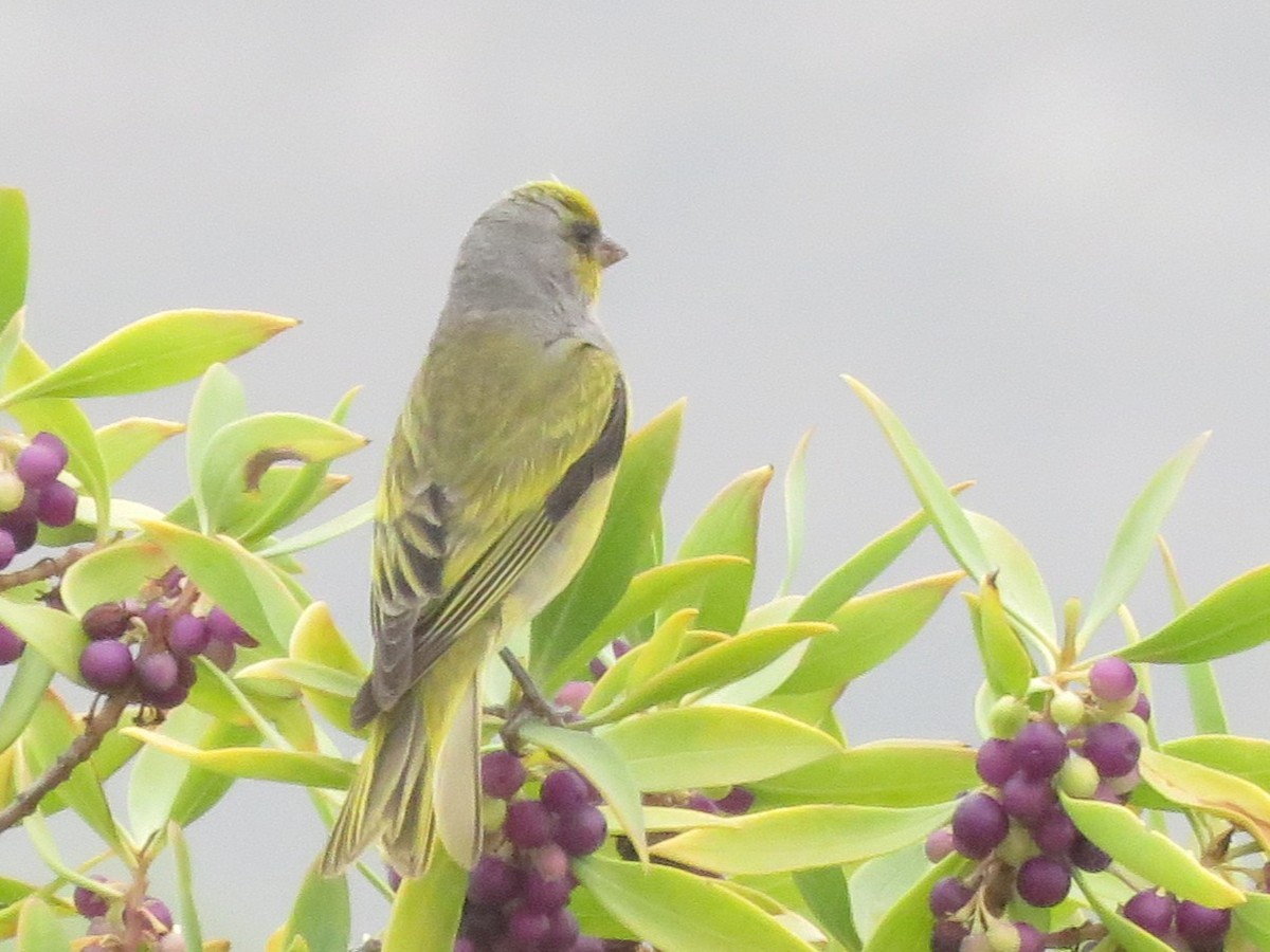 zvonohlík šedokrký - ML646788389