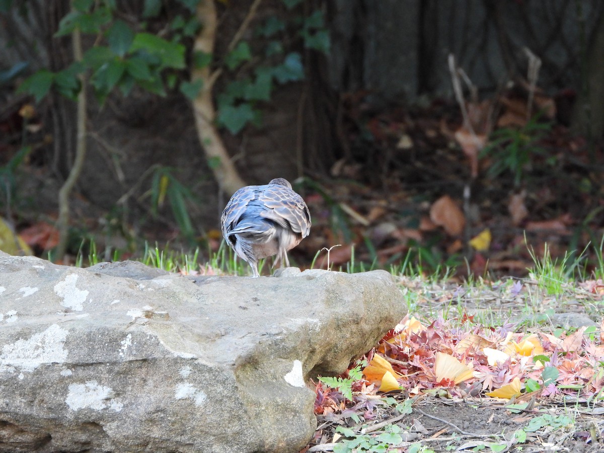 hrdlička východní - ML646788390