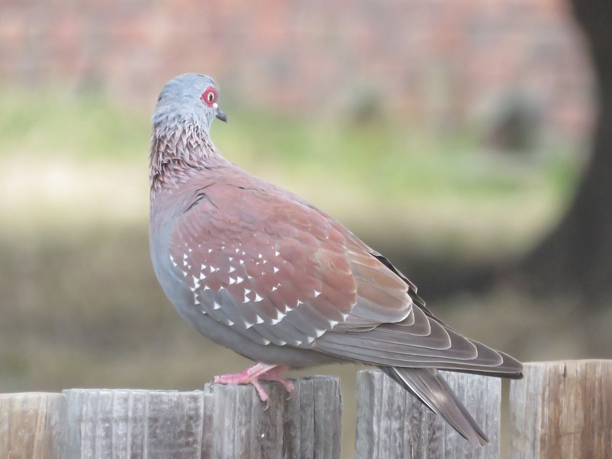 holub skvrnitý - ML646788391