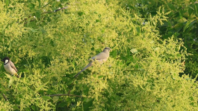 חיוורנית - ML646788392