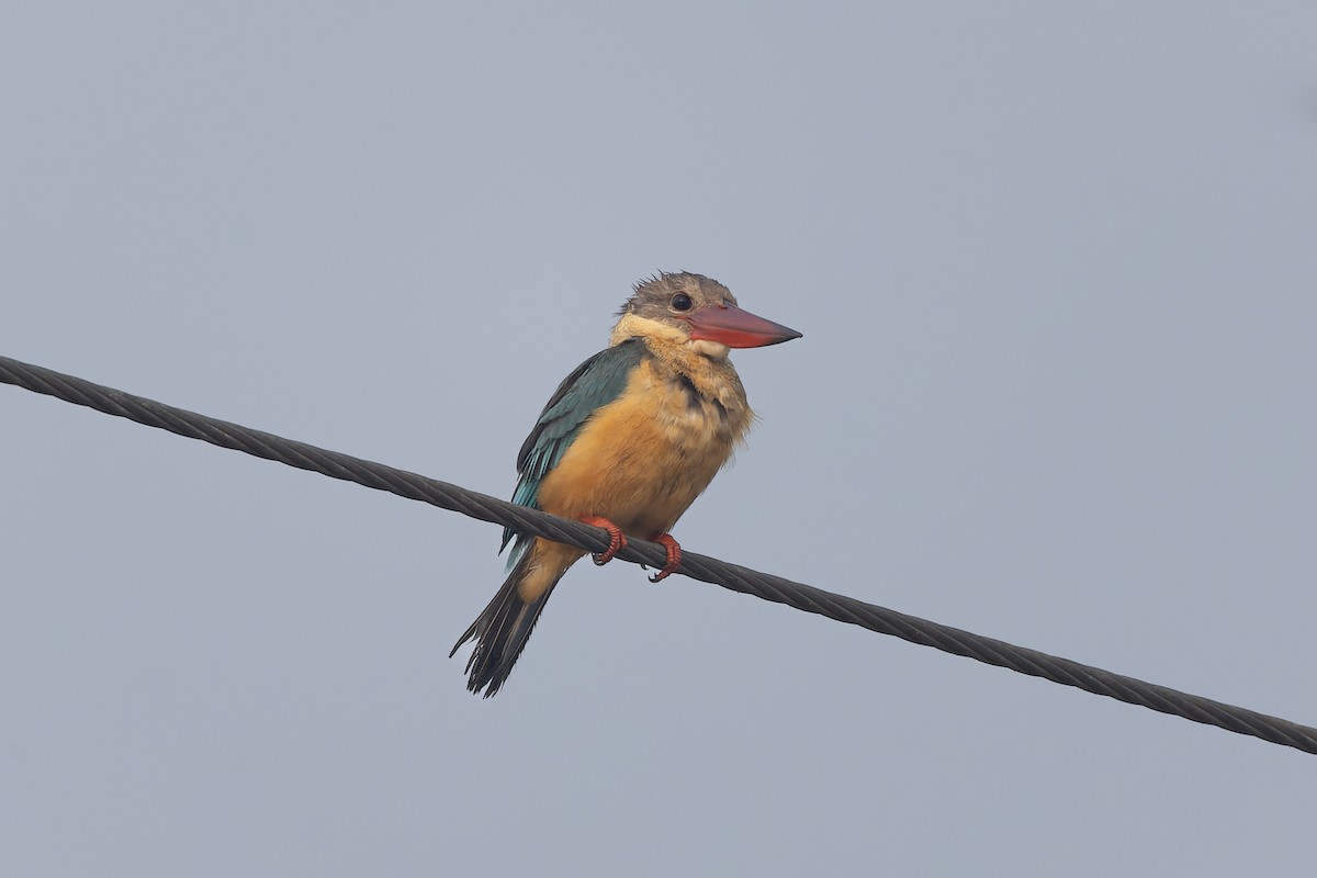 Stork-billed Kingfisher - ML646788393