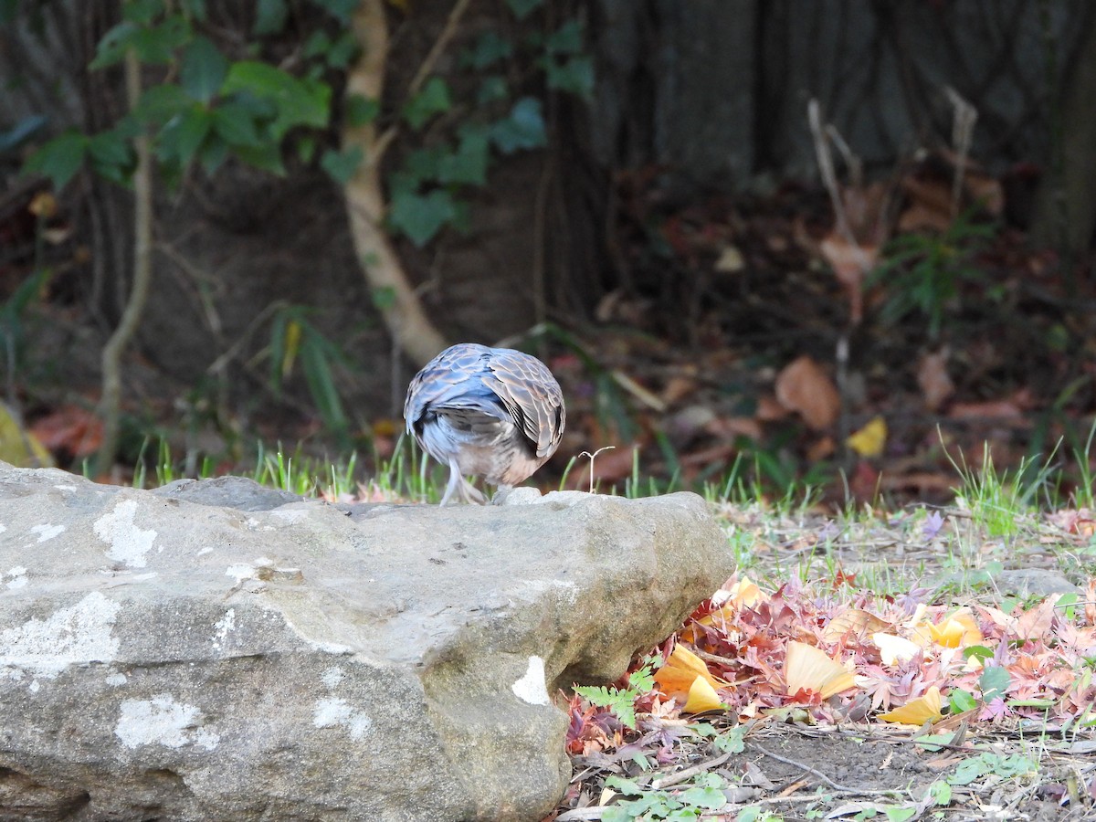 mongolturteldue - ML646788394