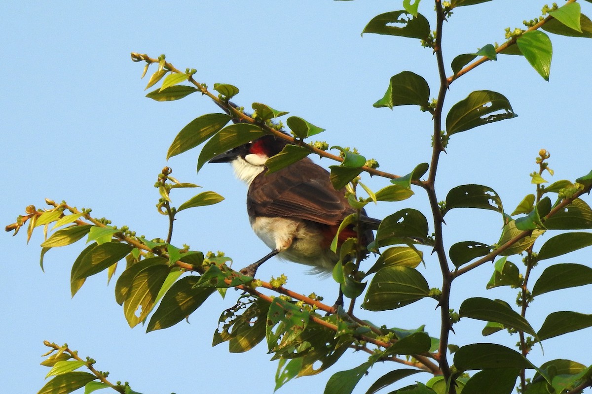 Red-whiskered Bulbul - ML646788397