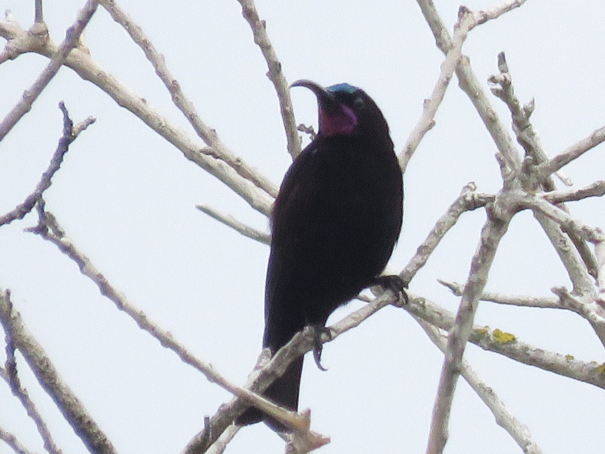 Amethyst Sunbird - ML646788402