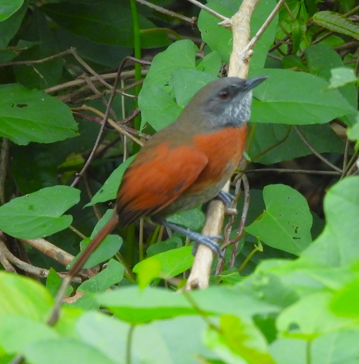 Rufous-breasted Spinetail - ML646788403
