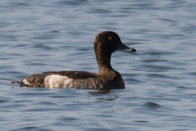 Чернь чубата - ML646788404