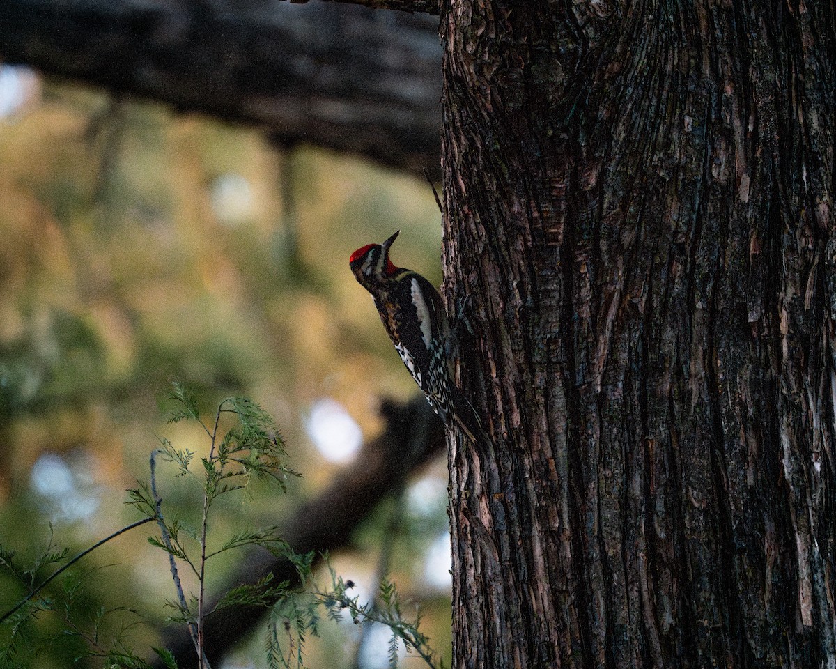 Yellow-bellied Sapsucker - ML646788406