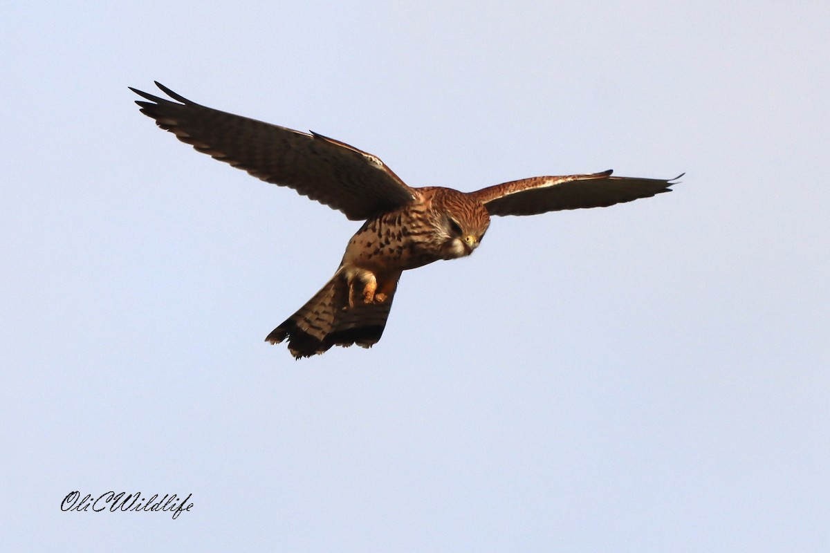 紅隼 - ML646788410