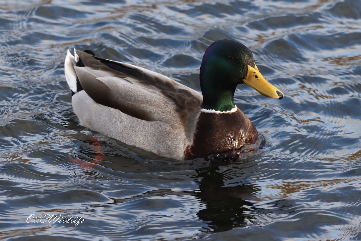 綠頭鴨 - ML646788411