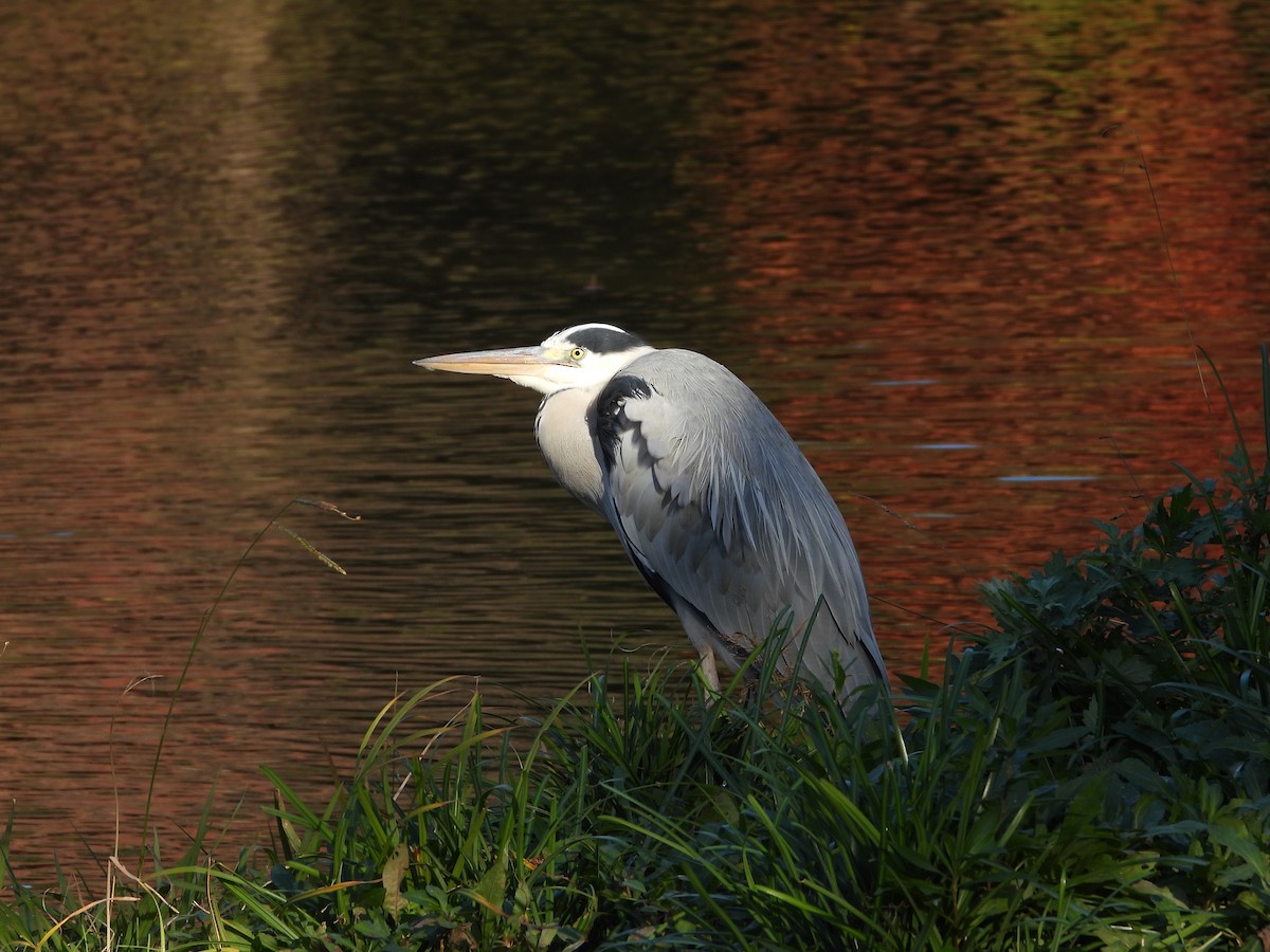 gråhegre - ML646788413