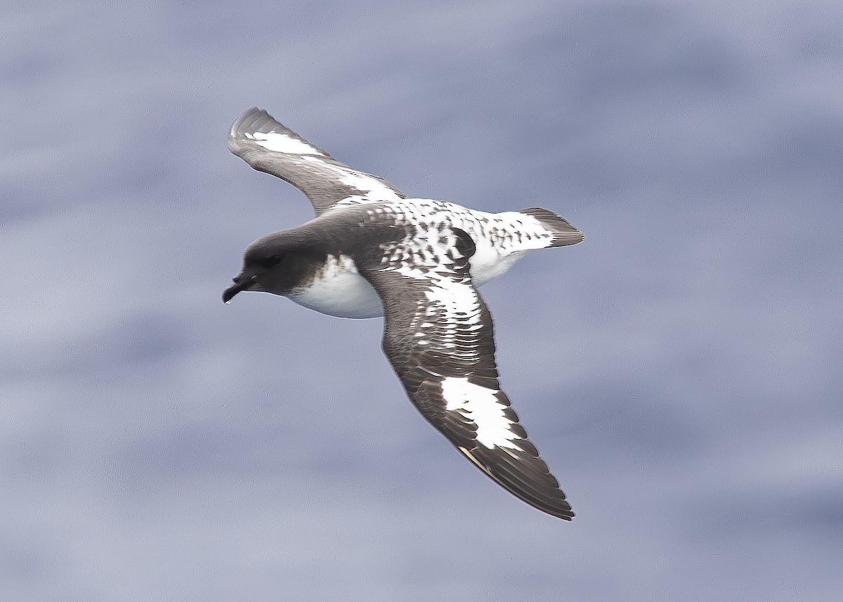 Pintado Petrel (Antarctic) - ML646788414