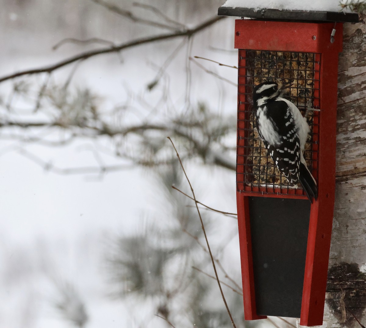 Pico Velloso - ML646788416