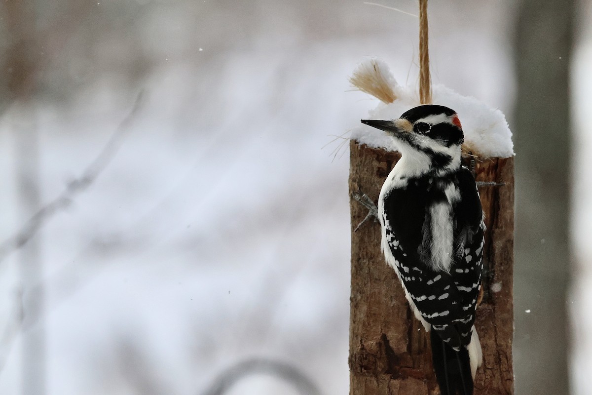 Pico Velloso - ML646788417