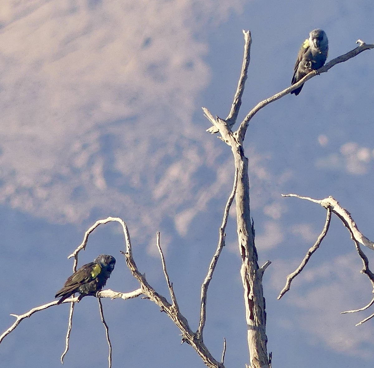 Rüppell's Parrot - ML646788420