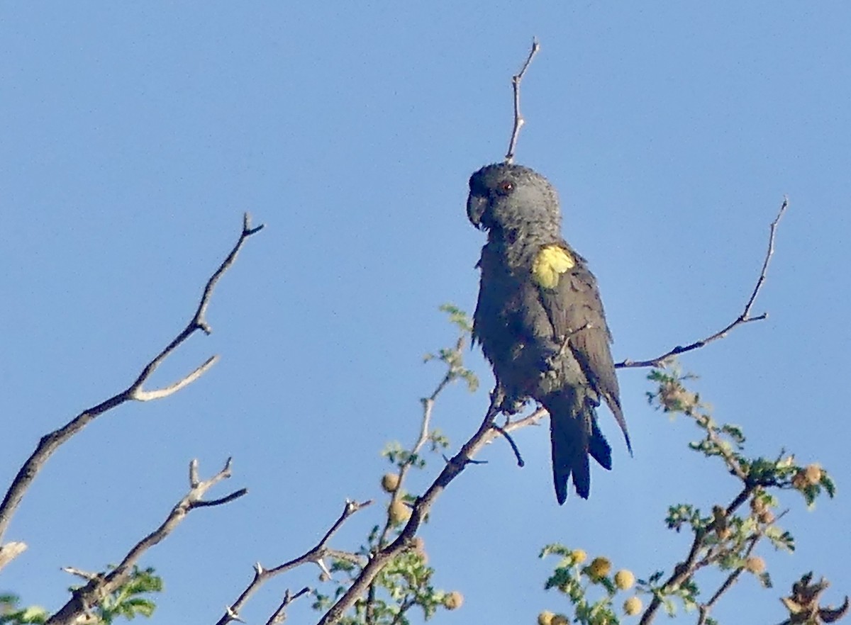 Rüppell's Parrot - ML646788421