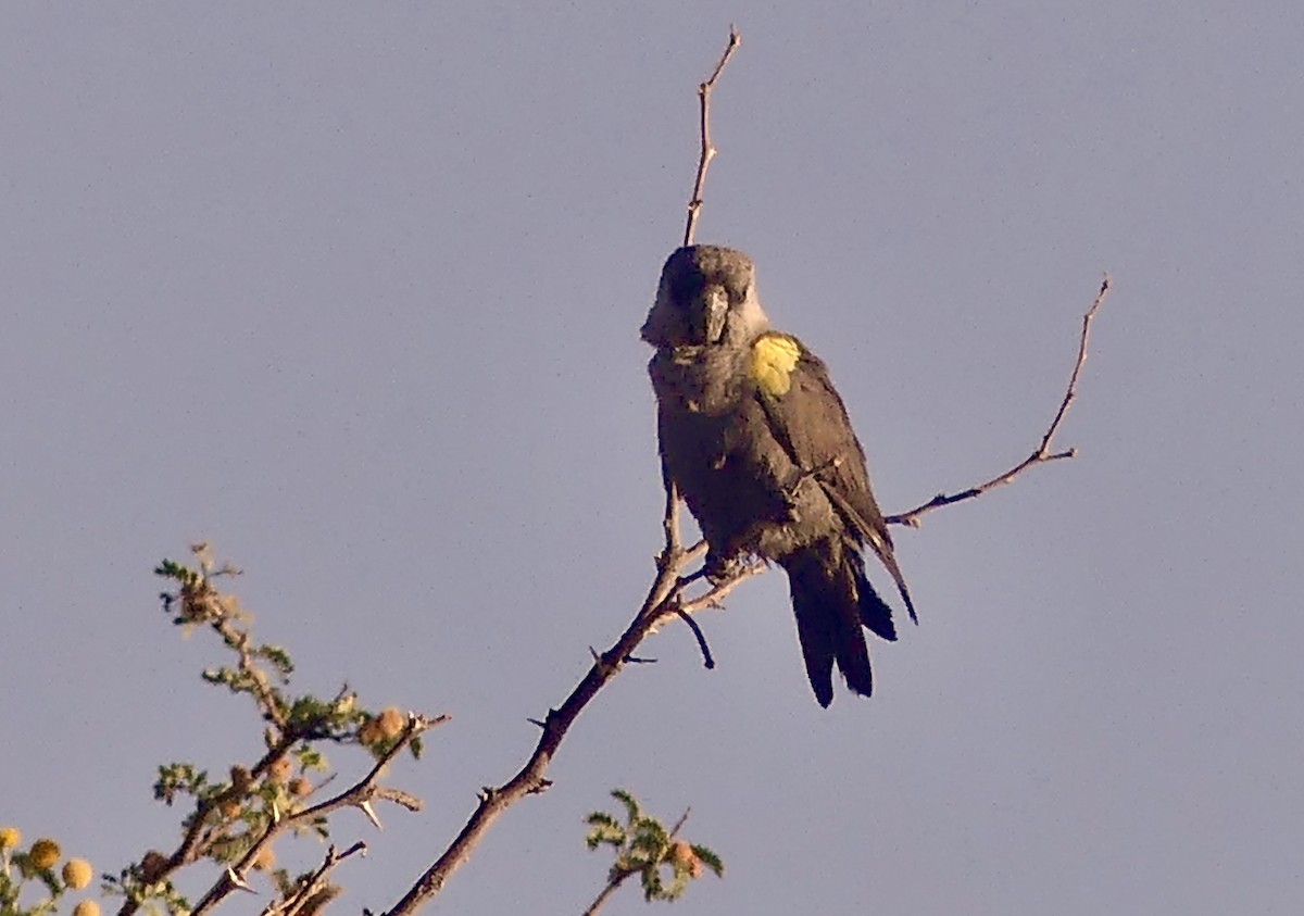 Rüppell's Parrot - ML646788422