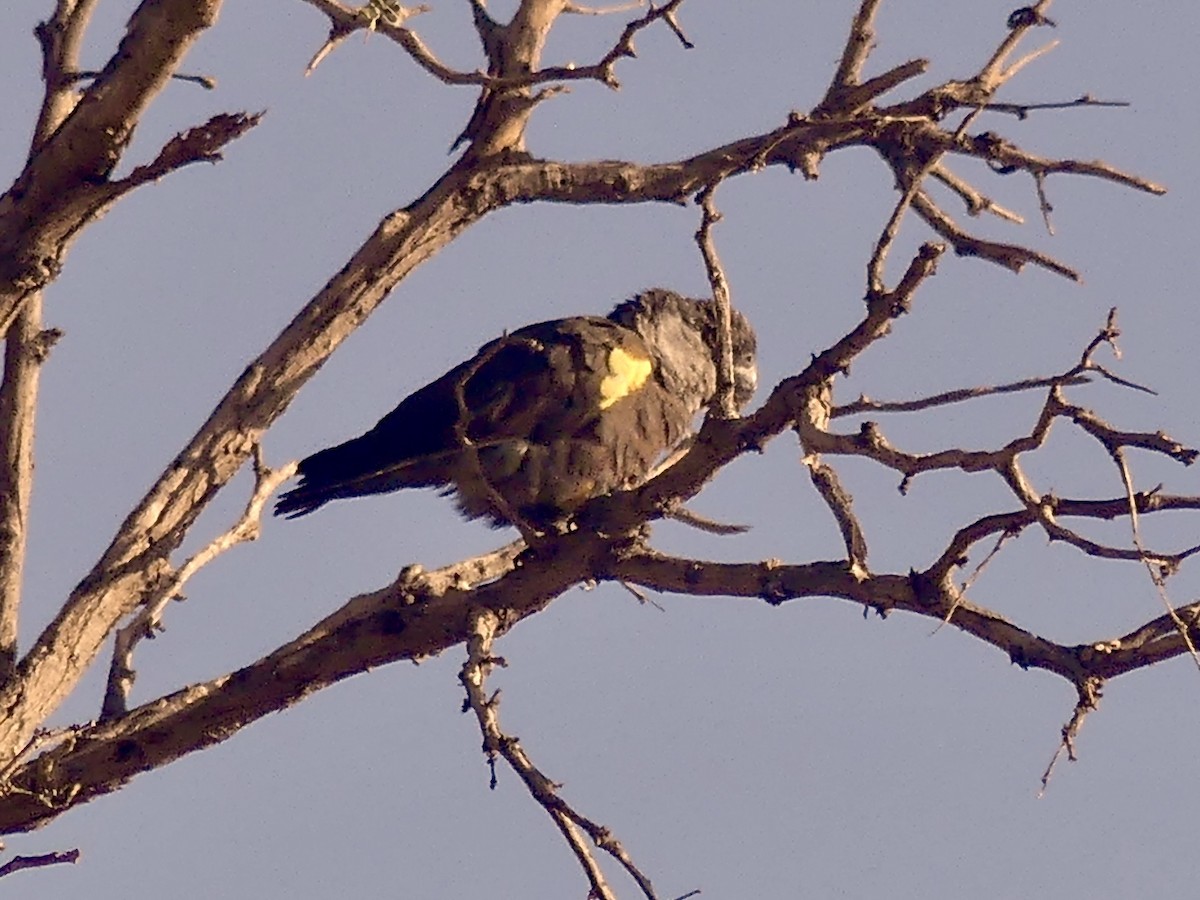 Rüppell's Parrot - ML646788423