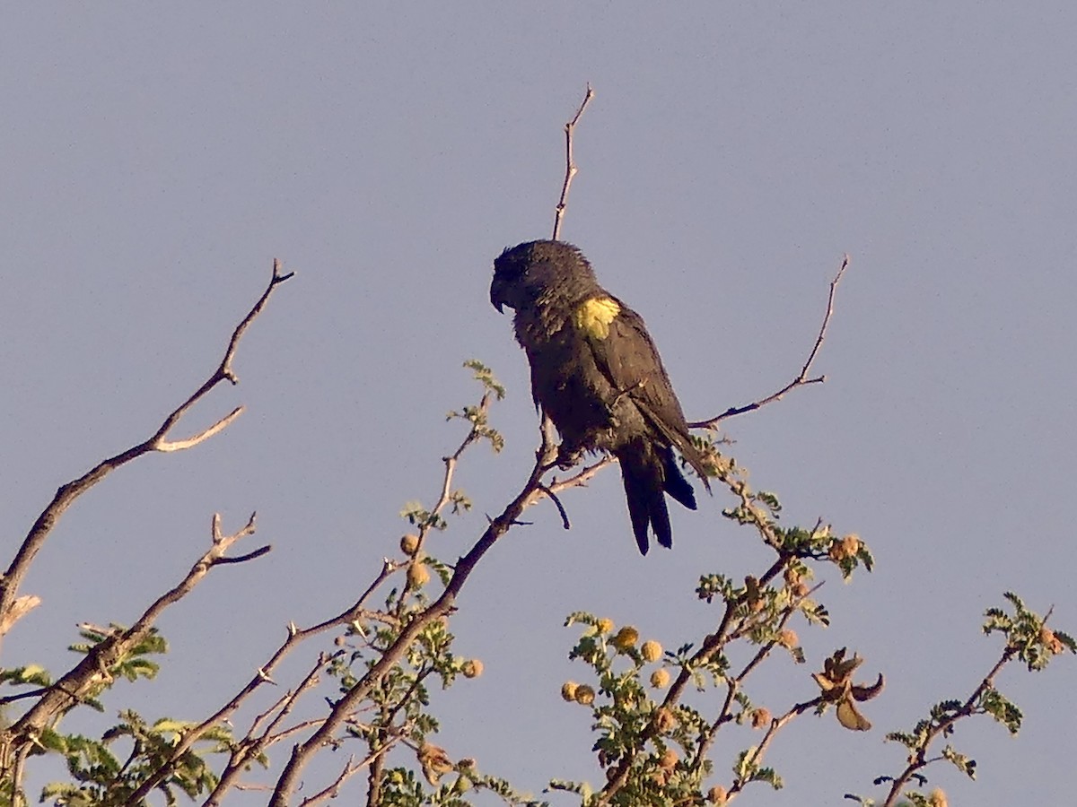 Rüppell's Parrot - ML646788424