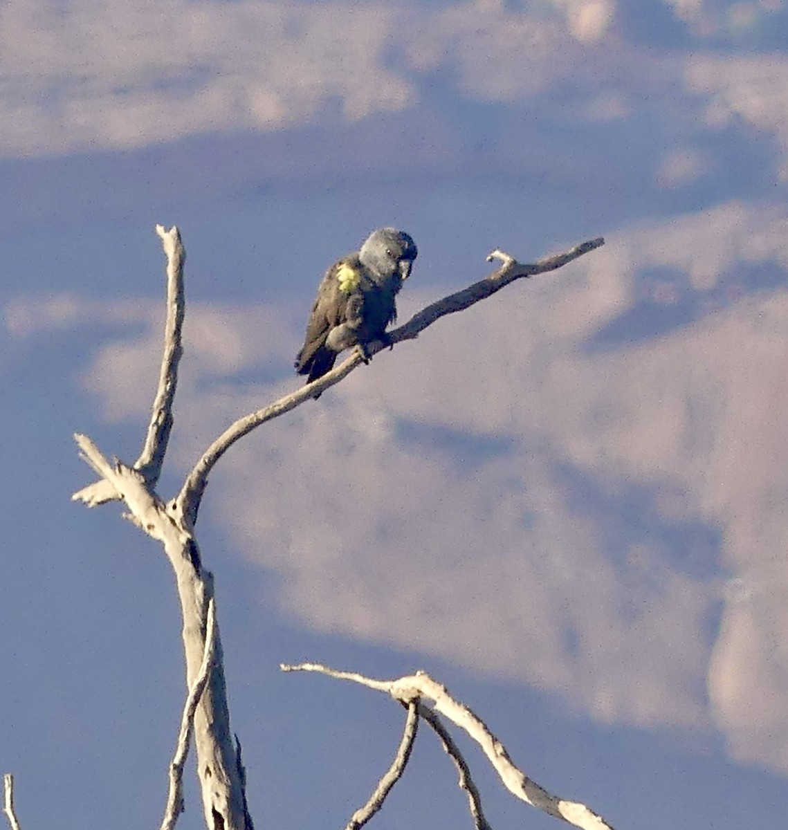 Rüppell's Parrot - ML646788425