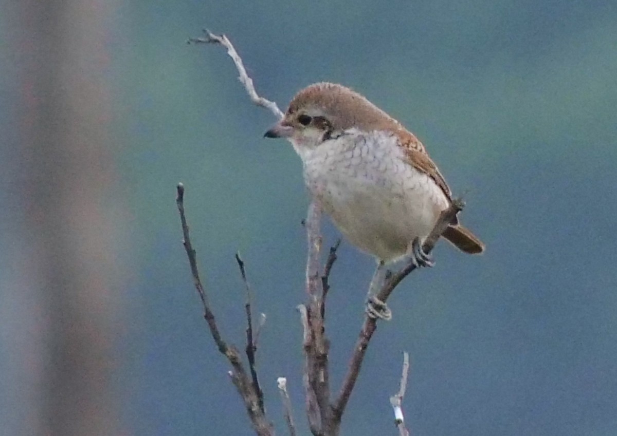 Red-backed Shrike - ML646788426