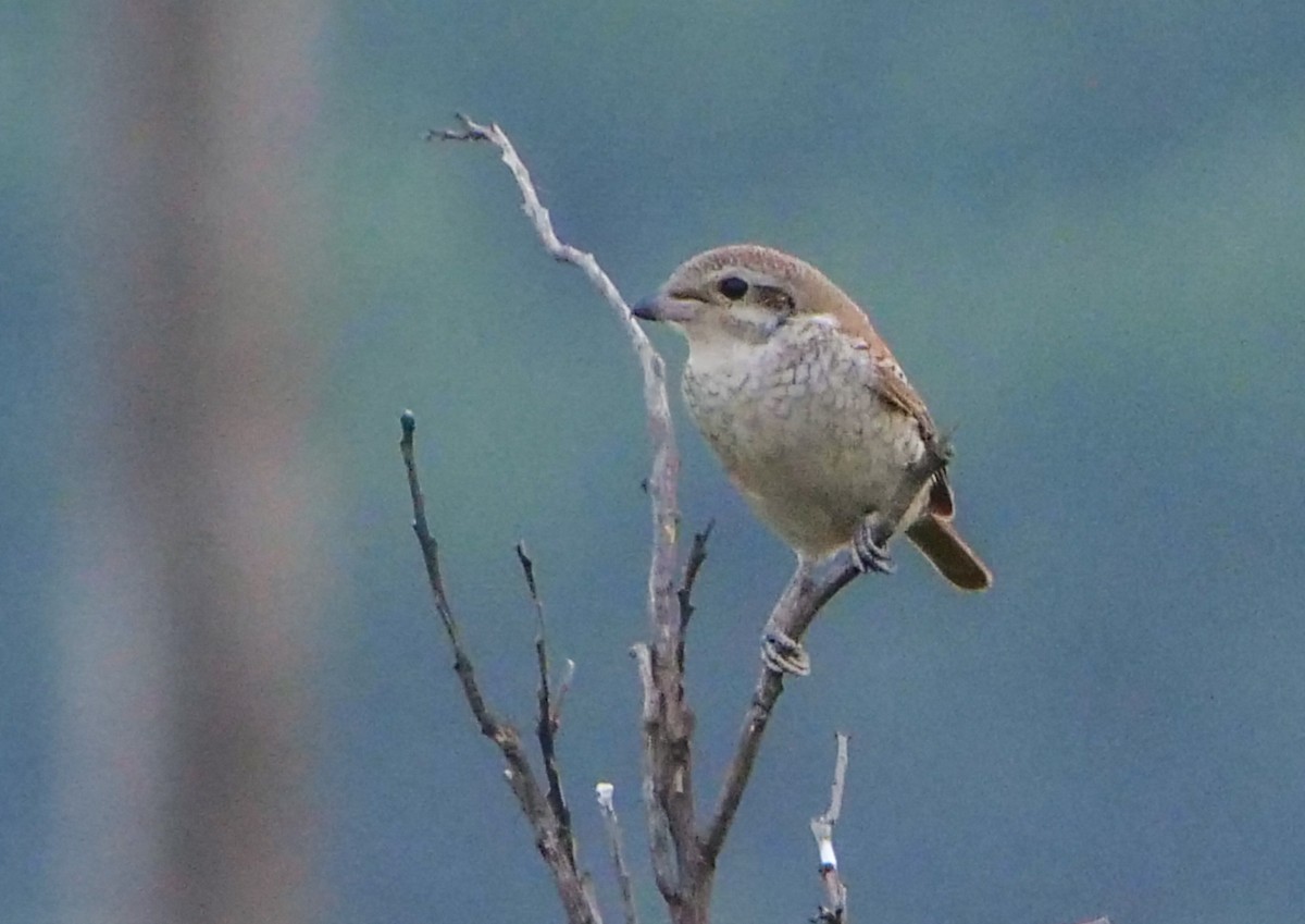 Red-backed Shrike - ML646788427