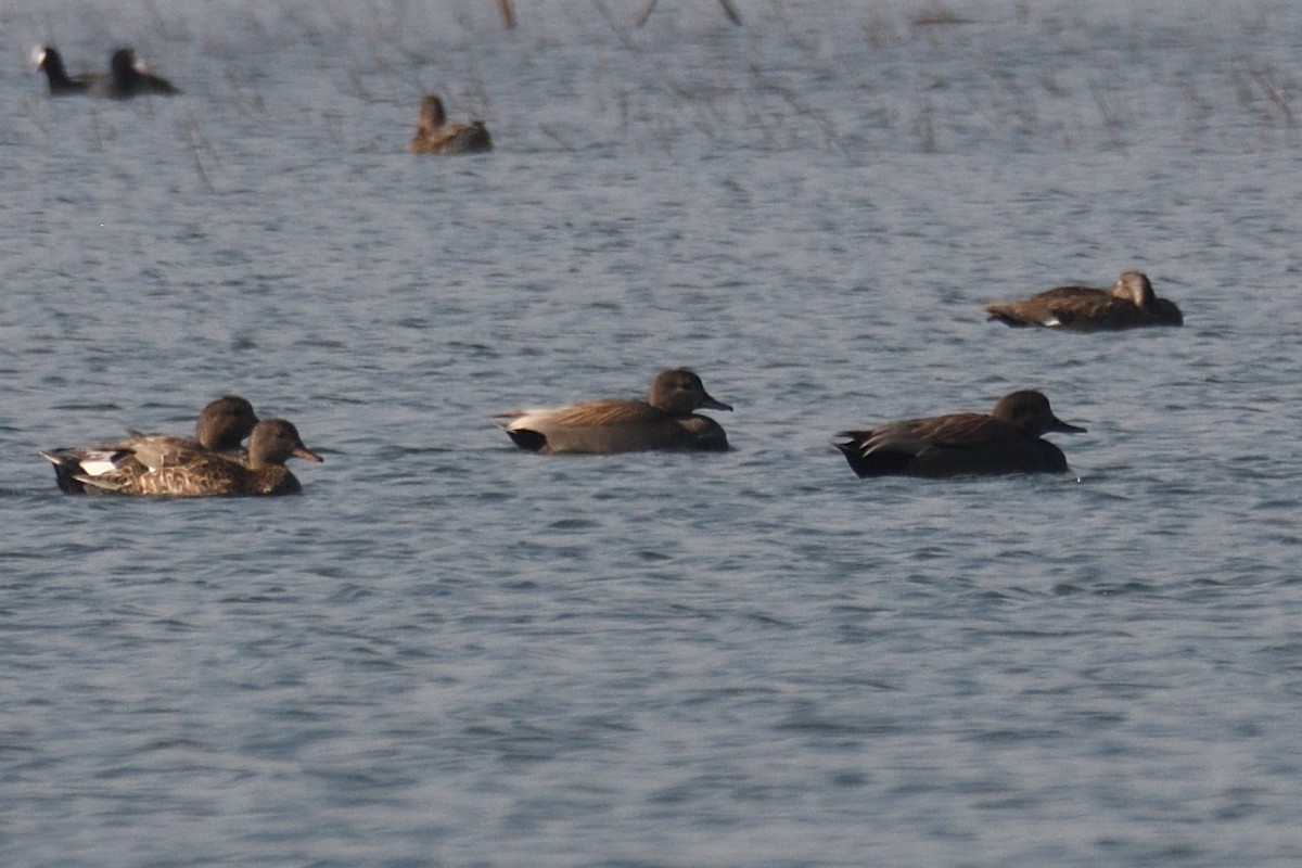 Нерозень - ML646788428