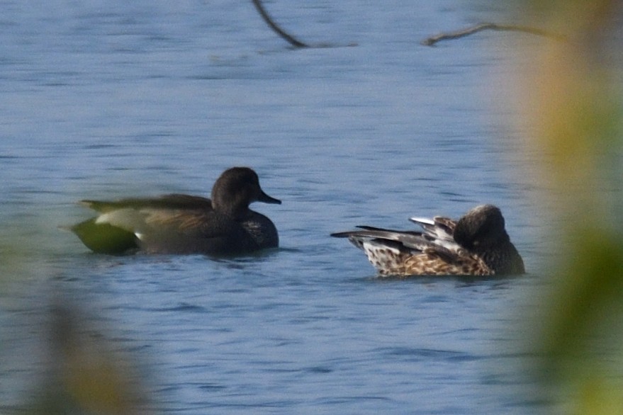 Нерозень - ML646788429