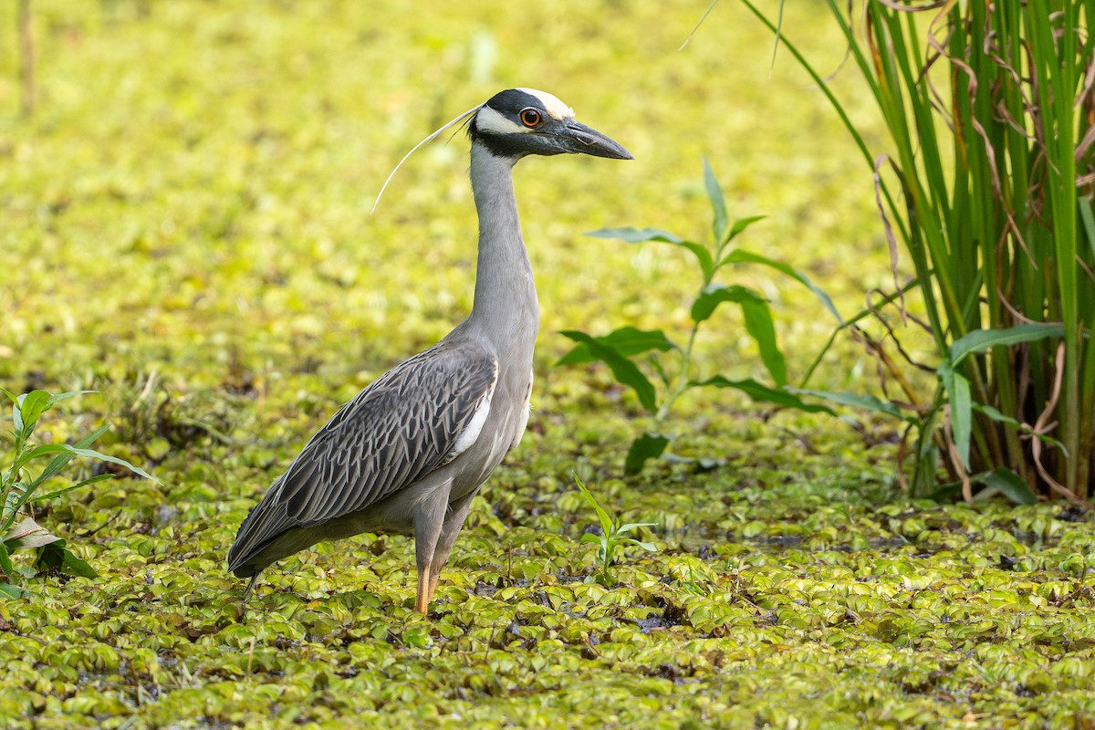 Yellow-crowned Night Heron - ML646788430