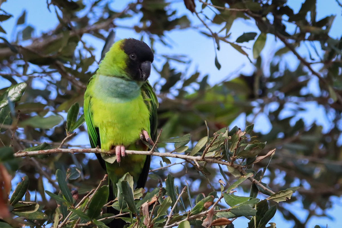 Nandaysittich - ML646788433