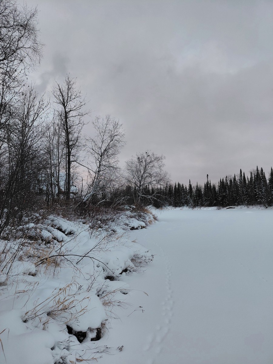 Ruffed Grouse - ML646788434