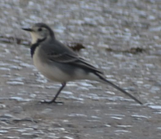 konipas bílý - ML646788437