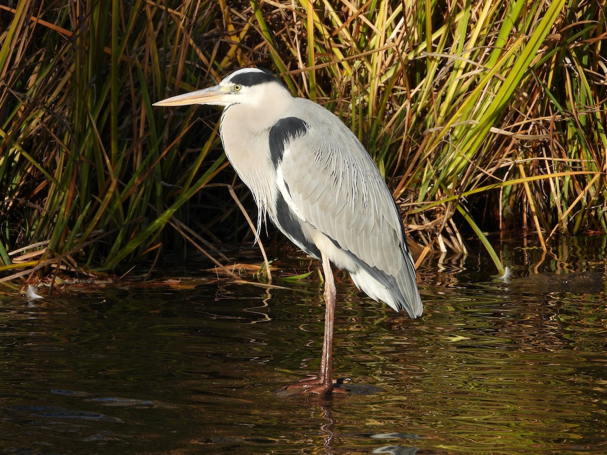 gråhegre - ML646788438