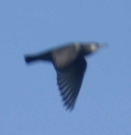 Шпак піренейський - ML646788446