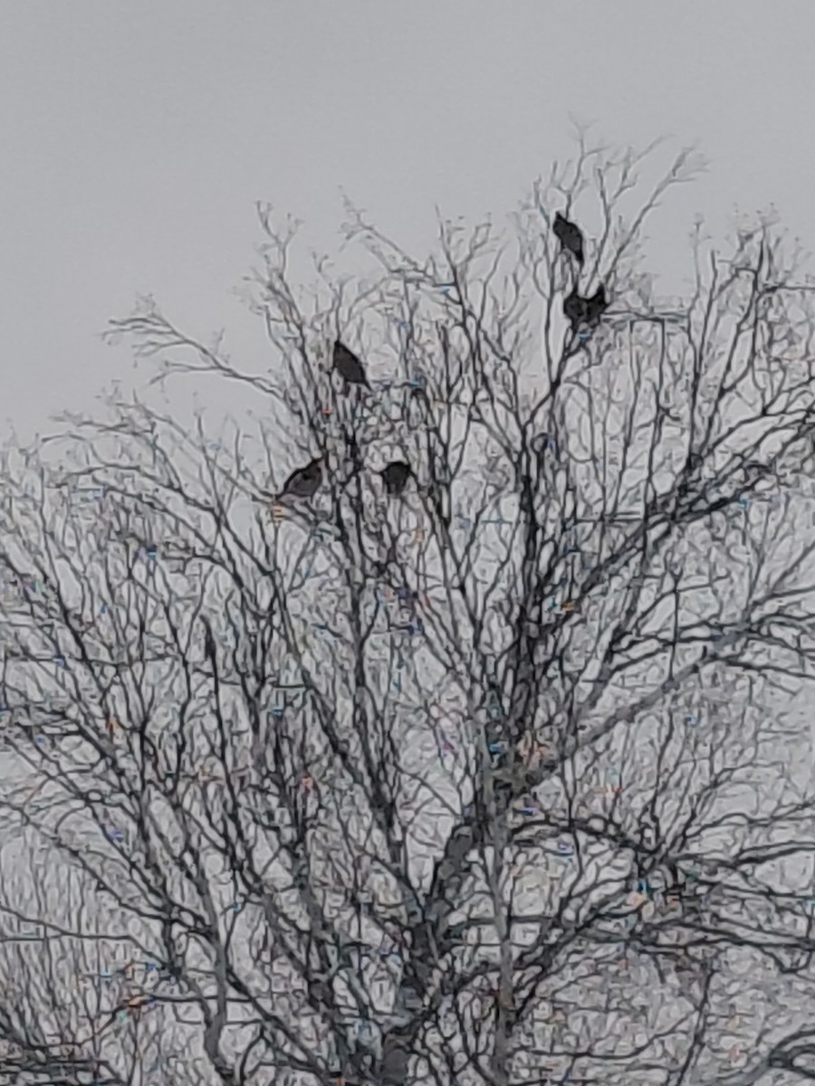 Ruffed Grouse - ML646788447