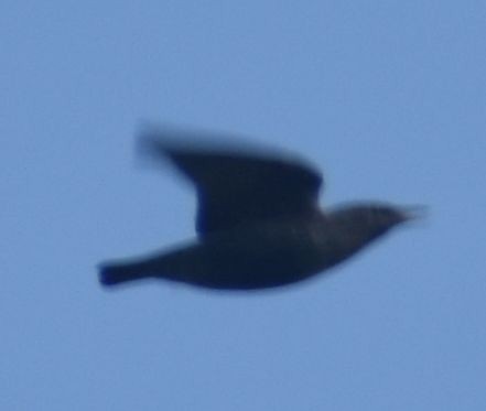 Шпак піренейський - ML646788450