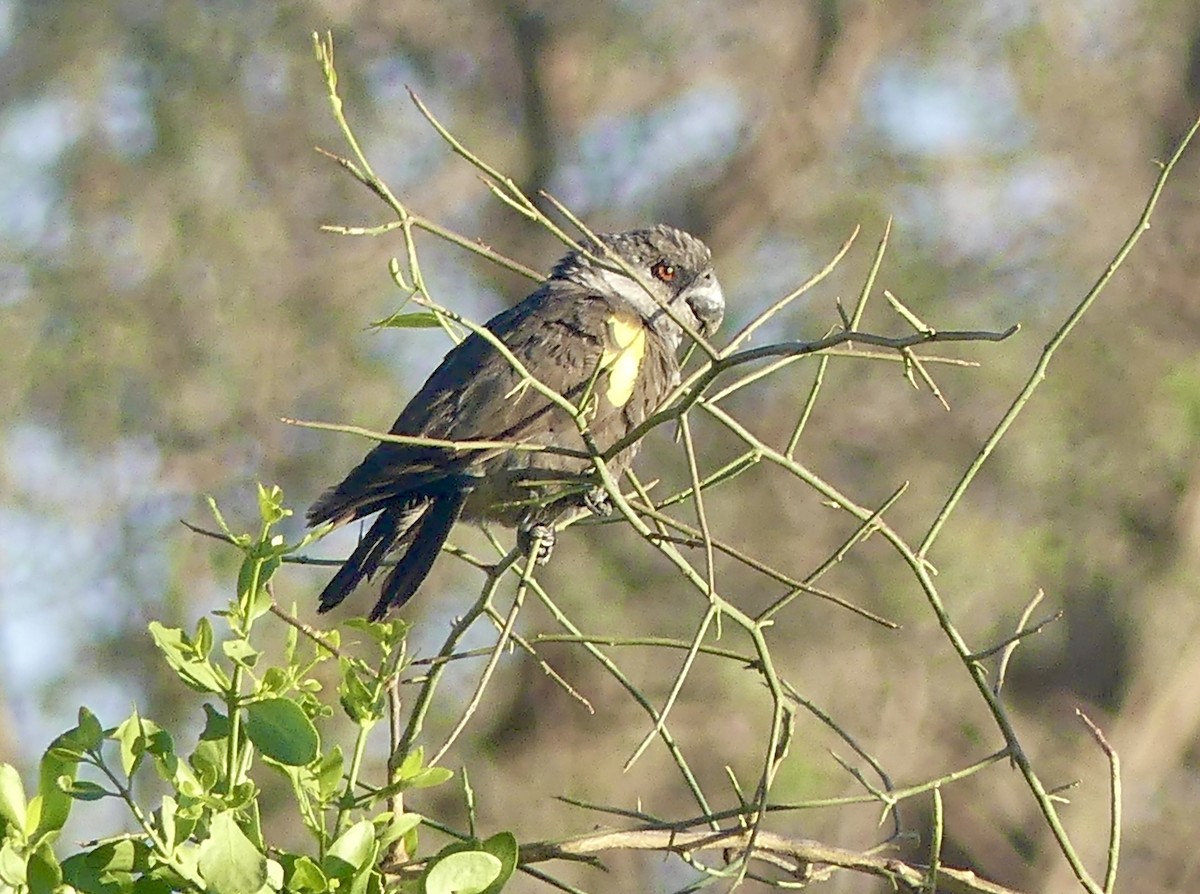 Rüppell's Parrot - ML646788451