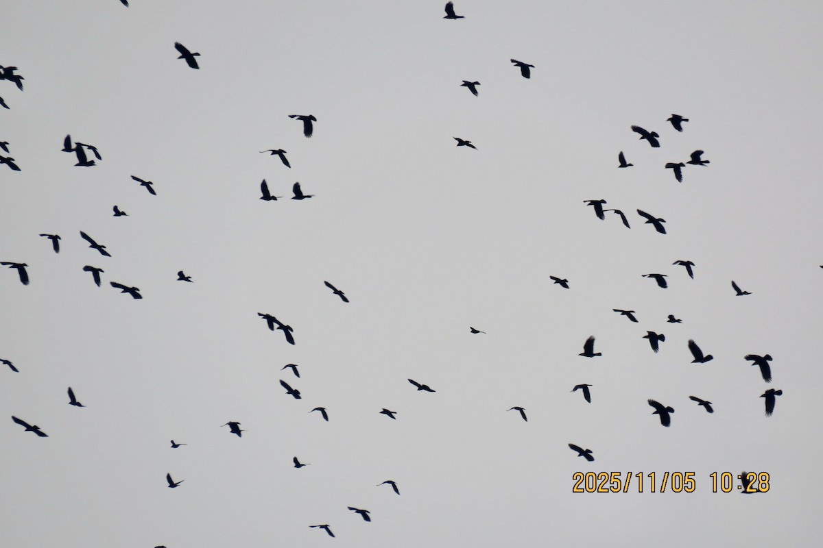 Saatkrähe (pastinator) - ML646788453