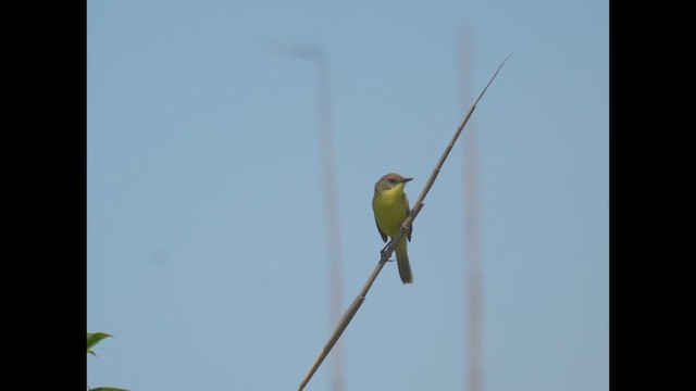 Ticking Doradito - ML646788454