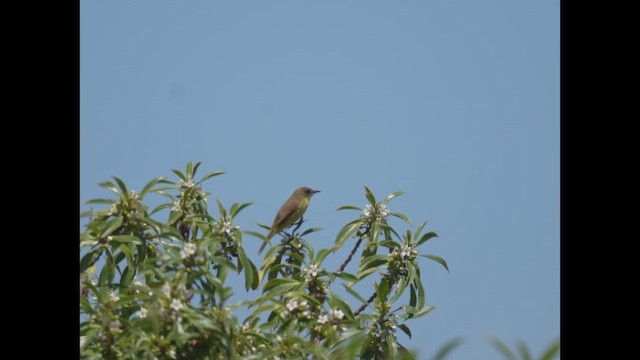 Ticking Doradito - ML646788455