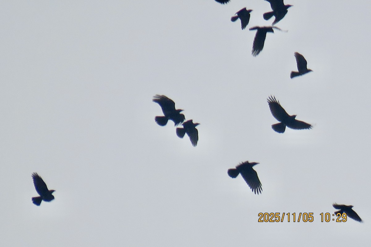 Elsterdohle - ML646788456