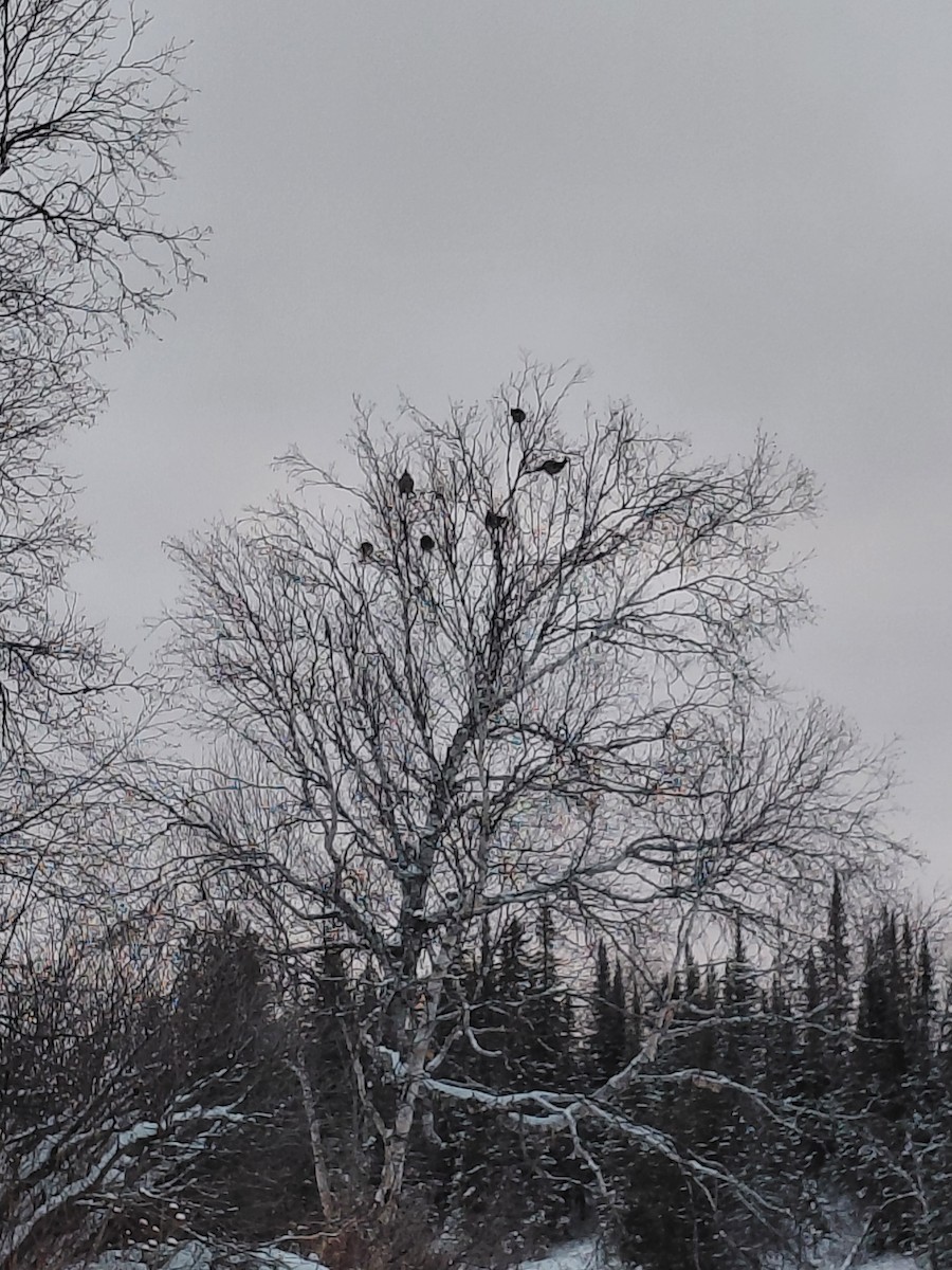 Ruffed Grouse - ML646788464