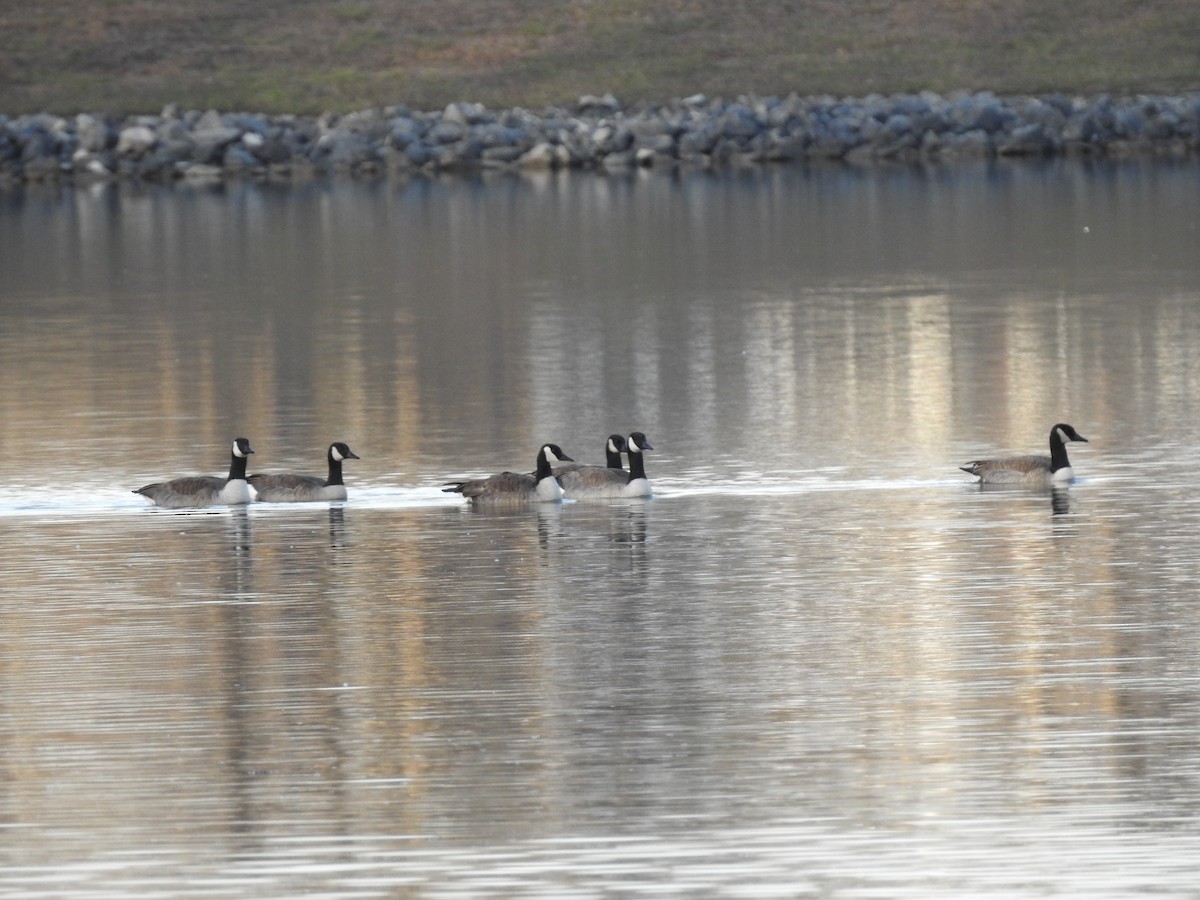 ברנטה קנדית - ML646788465