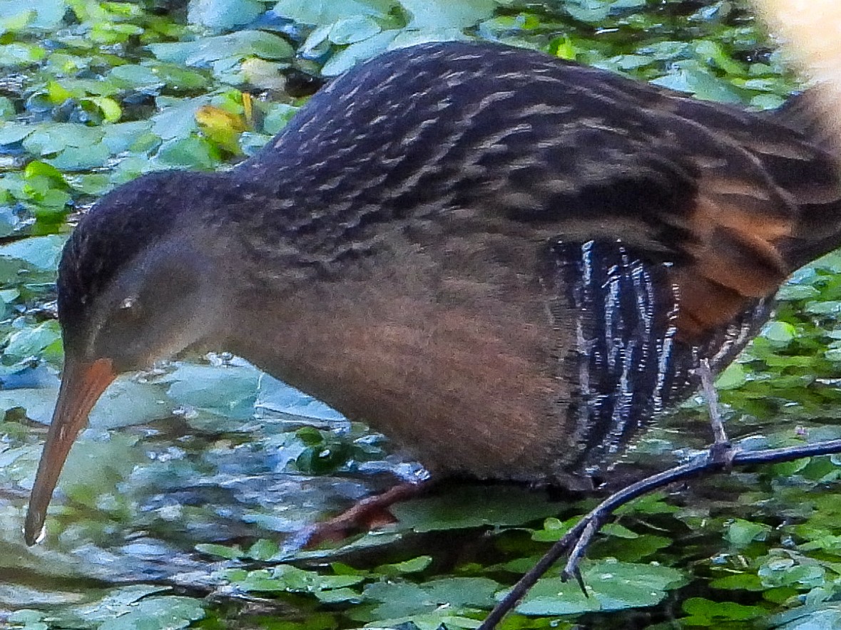 Virginia Rail - ML646788466
